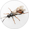 Pest Hunterz fly control